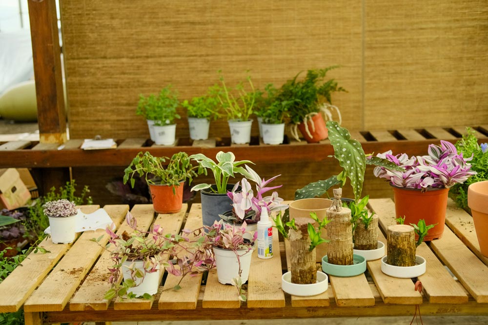 室內(nèi)養(yǎng)多肉適合什么花盆_室內(nèi)養(yǎng)多肉適合什么花_什么多肉適合室內(nèi)養(yǎng)
