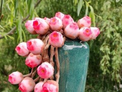 多肉植物原來也有自己的花語，7款代表愛情普貨品種，您養(yǎng)了嗎？