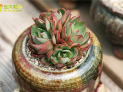 楊金、央金、妖精多肉植物