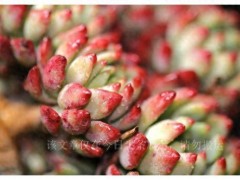 公認(rèn)好養(yǎng)的6種便宜“多肉”，人氣高口碑好，值得擁有