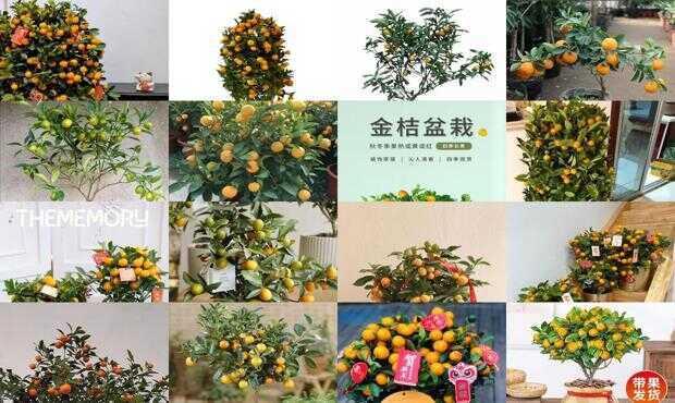 金桔盆栽種植方法和注意事項_盆栽金桔種植技術_盆栽金桔的飼養(yǎng)方法