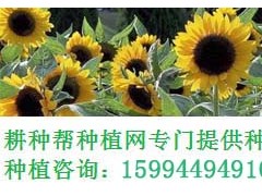 小玫瑰花多肉怎么種？小玫瑰花多肉種植方法