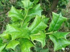 農(nóng)村一種鳥兒都不敢站上去的小灌木，卻有很多藥用價(jià)值，大家來認(rèn)識(shí)一下