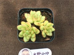 分享精品多肉，群生的小老樁，一起看看吧