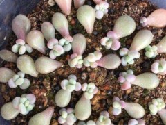 新手葉插多肉植物，了解掌握5個要點，成活率高，一盆輕松變多盆
