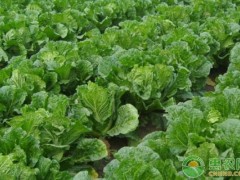 白菜長白斑打什么農(nóng)藥？
