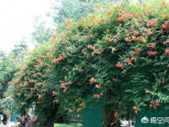 農村庭院種植凌霄花需要注意什么？