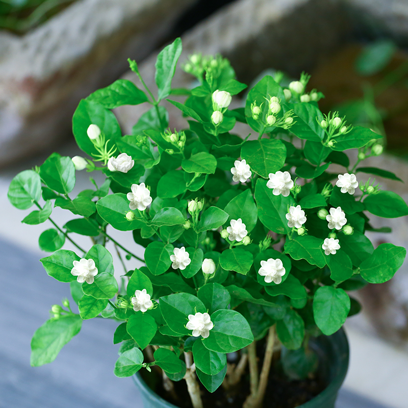 綠植養(yǎng)家里有什么作用_養(yǎng)綠植給身心帶來的好處_家里養(yǎng)什么綠植對身體好