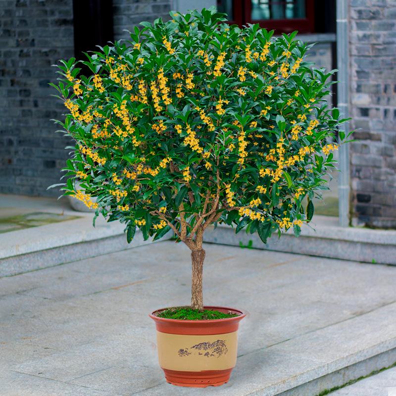 綠植養(yǎng)家里有什么作用_家里養(yǎng)什么綠植對身體好_養(yǎng)綠植給身心帶來的好處