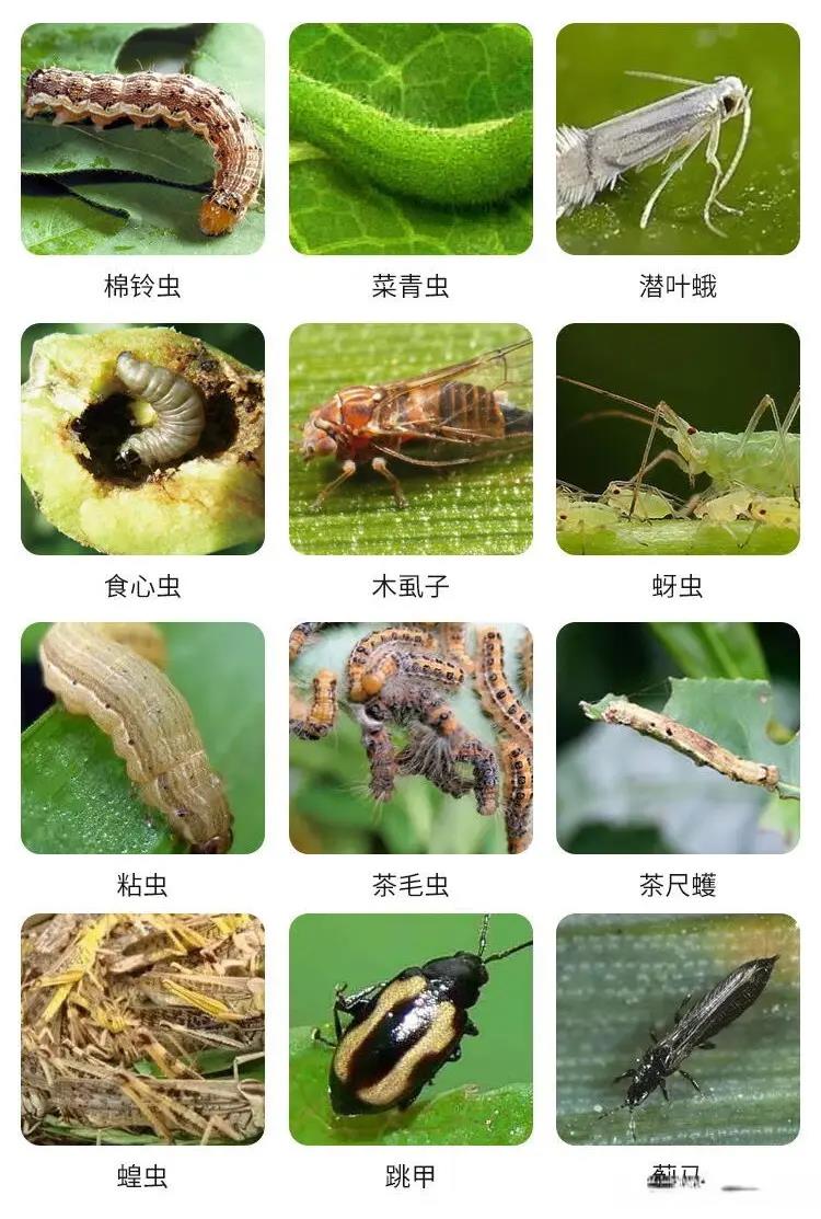 農(nóng)藥殺蟲有因果報應(yīng)嗎_殺蟲農(nóng)藥有哪些_農(nóng)藥殺蟲有哪些藥
