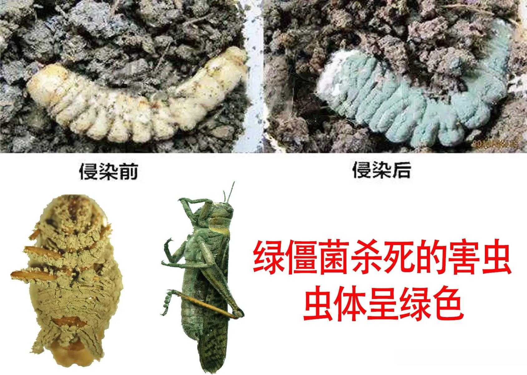 殺蟲農(nóng)藥有哪些_農(nóng)藥殺蟲有因果報應(yīng)嗎_農(nóng)藥殺蟲有哪些藥