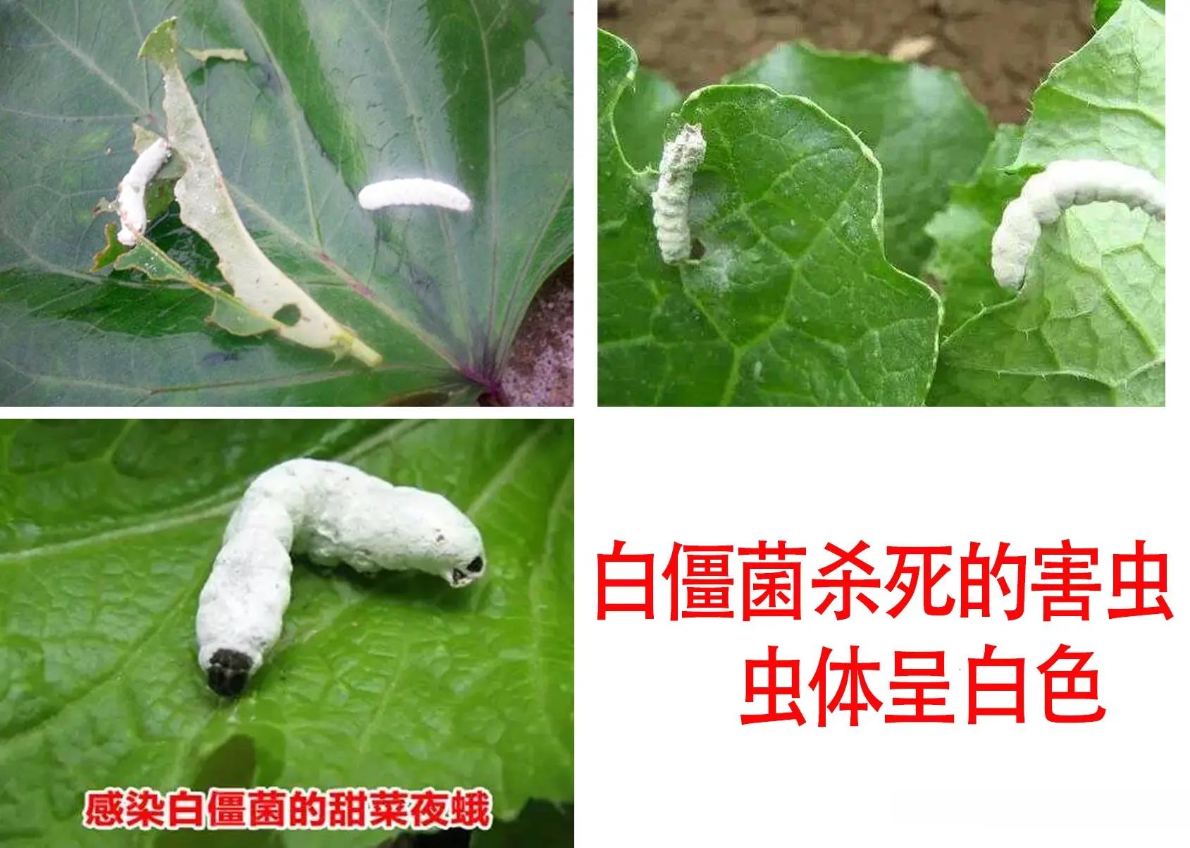 農(nóng)藥殺蟲有因果報應(yīng)嗎_殺蟲農(nóng)藥有哪些_農(nóng)藥殺蟲有哪些藥