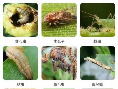 這2種生物殺蟲劑：能滅殺數(shù)十種害蟲，無毒、無污染、無農(nóng)藥殘留